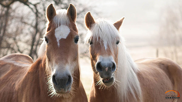 Tier Fotografie Pferde